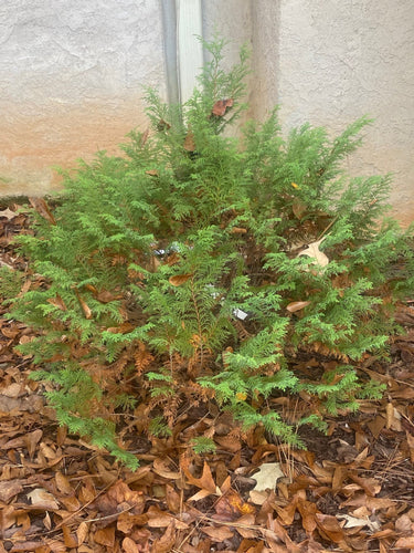Chamaecyparis pisifera 'Cream Ball' - Maple Ridge Nursery